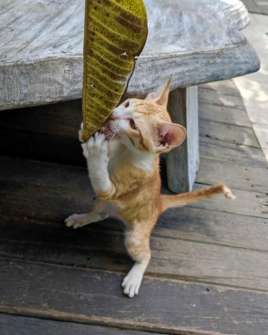 +35ueRCKRgm4hwkO1blUqw_thumb_cbf2