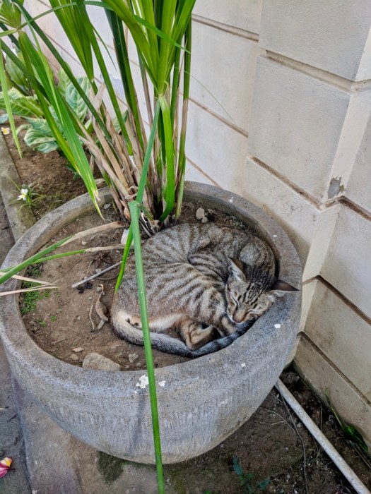 XZluIPvDQguOf1Ef5D1fPg_thumb_ce63